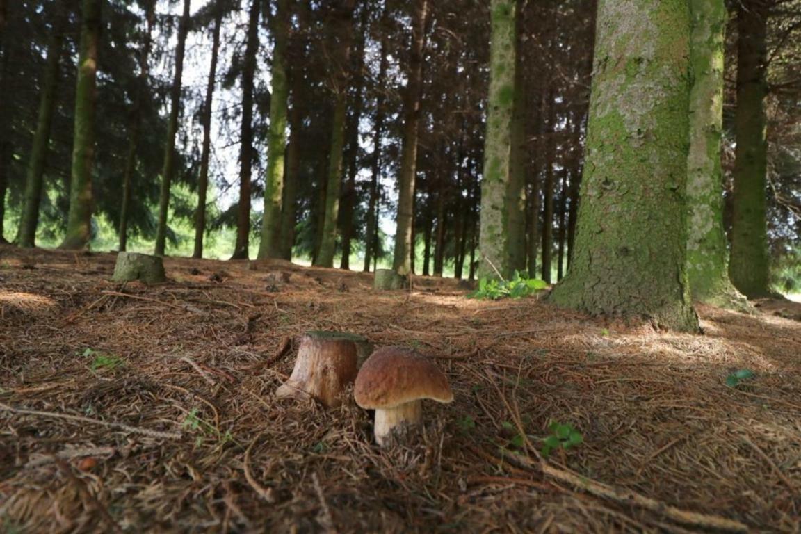 Dom Wakacyjny Z Ogromnym Ogrodem Witaszyn エクステリア 写真